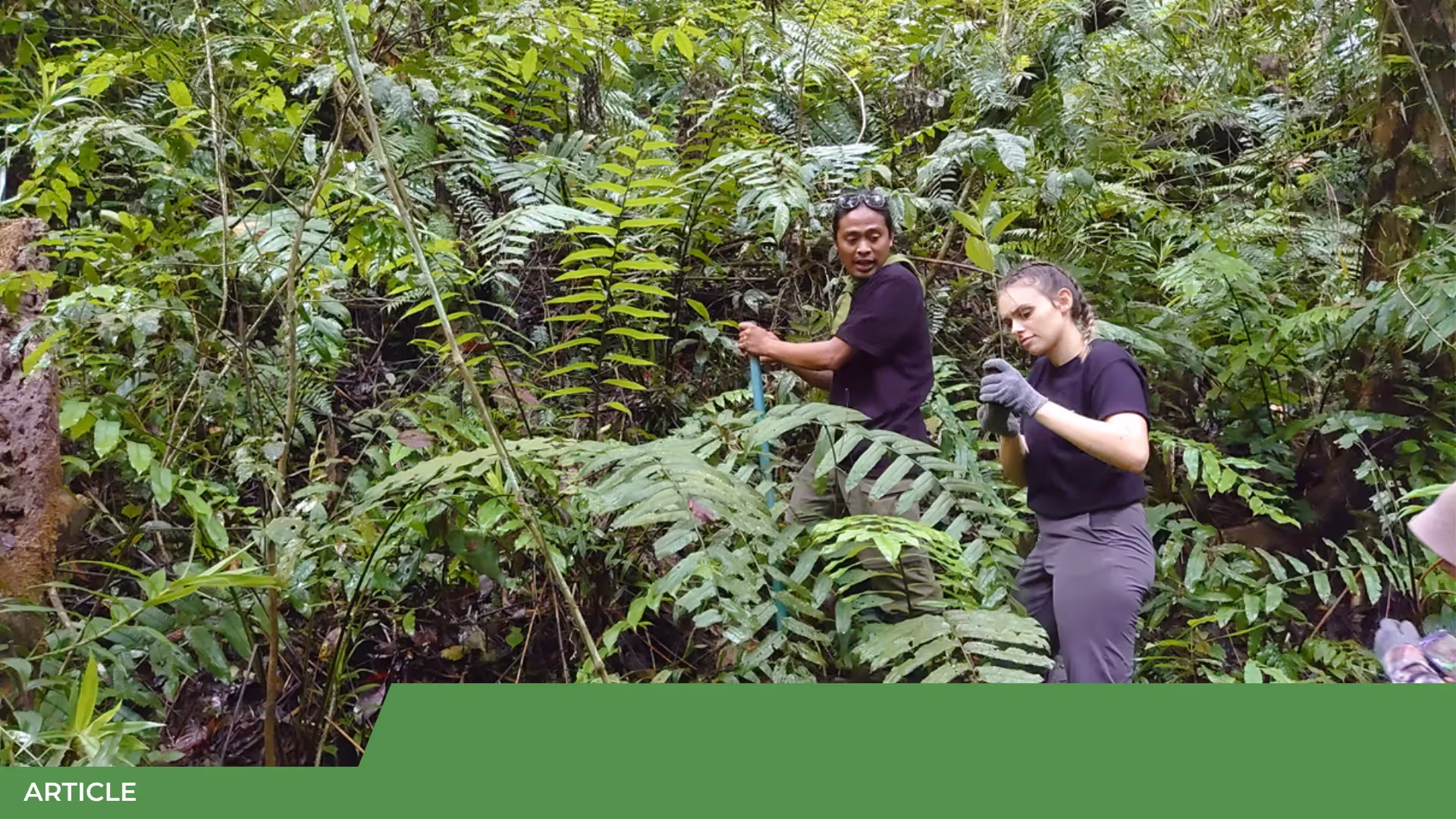 Un homme et une femme travaillent dans une forêt dense couverte de fougères et de végétation verte