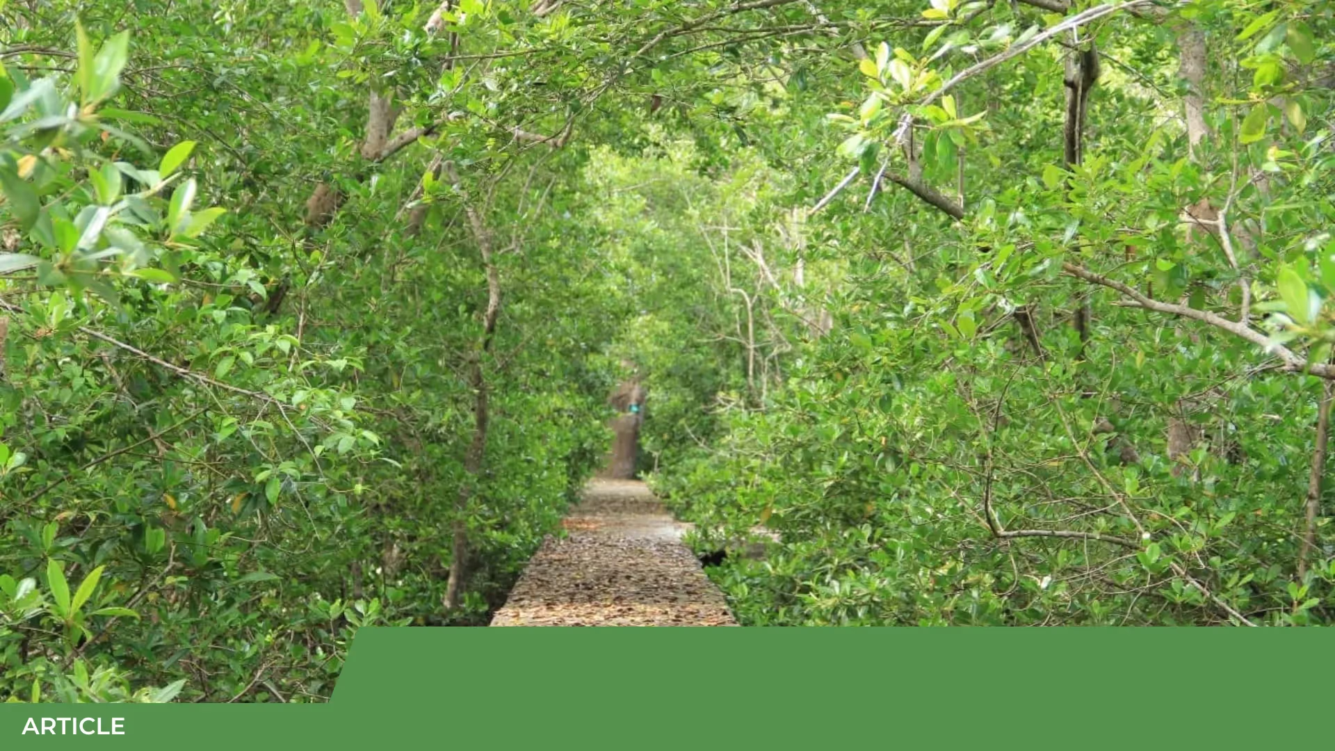 Sentier de bois bordé de palétuviers verdoyants formant une voûte de feuillage, avec la mention ARTICLE en bas