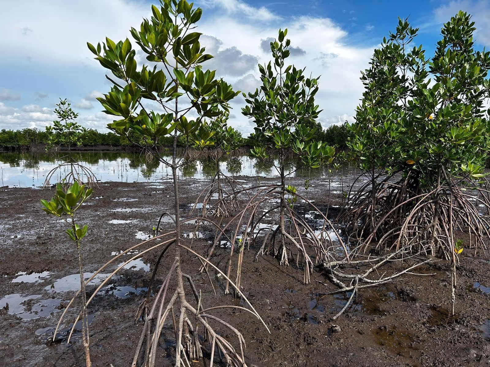 plantation de mangroves par l'ONG LIFE en Indonésie