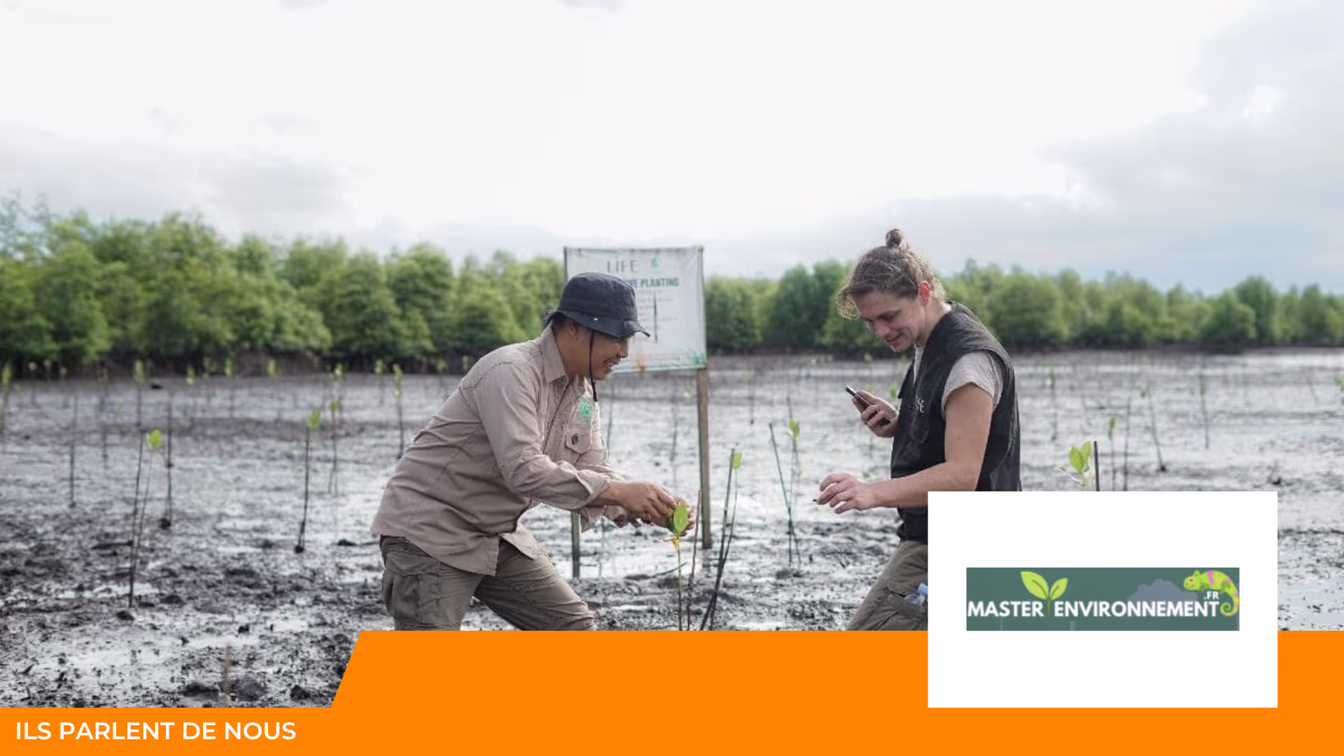 Deux personnes plantent des jeunes pousses de mangrove dans la vase, panneau LIFE derrière ; logo Master Environnement