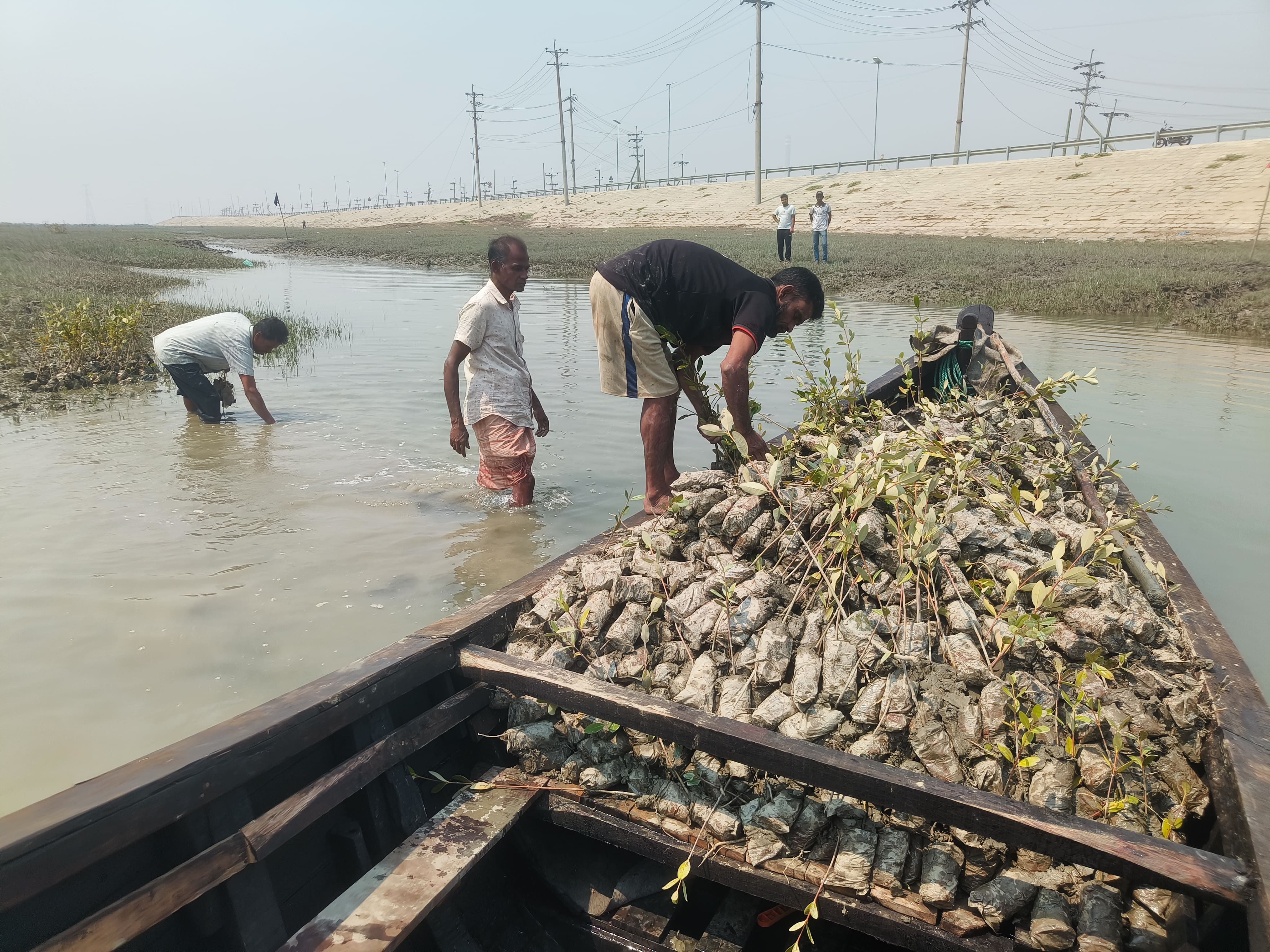 Plantation de mangroves au Bangladesh grâce au programme de reforestation de l'ONG LIFE