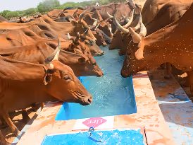 Un troupeau de vaches brunes à cornes boit dans un grand abreuvoir bleu portant le logo LIFE.