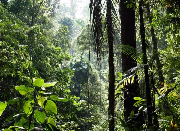 Forêt tropicale dense, avec de grands arbres, des palmes et des feuilles vertes éclairées par la lumière du soleil