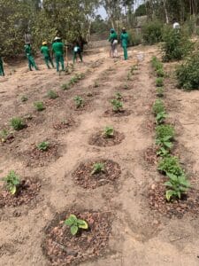 Jeunes plants cultivés en cuvettes sur un sol sablonneux, avec des personnes en tenue verte au fond de la parcelle