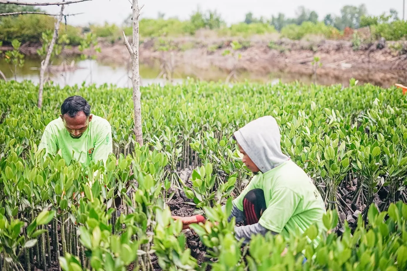 Deux hommes en t-shirt vert plantent et entretiennent de jeunes pousses de mangrove dans une zone humide