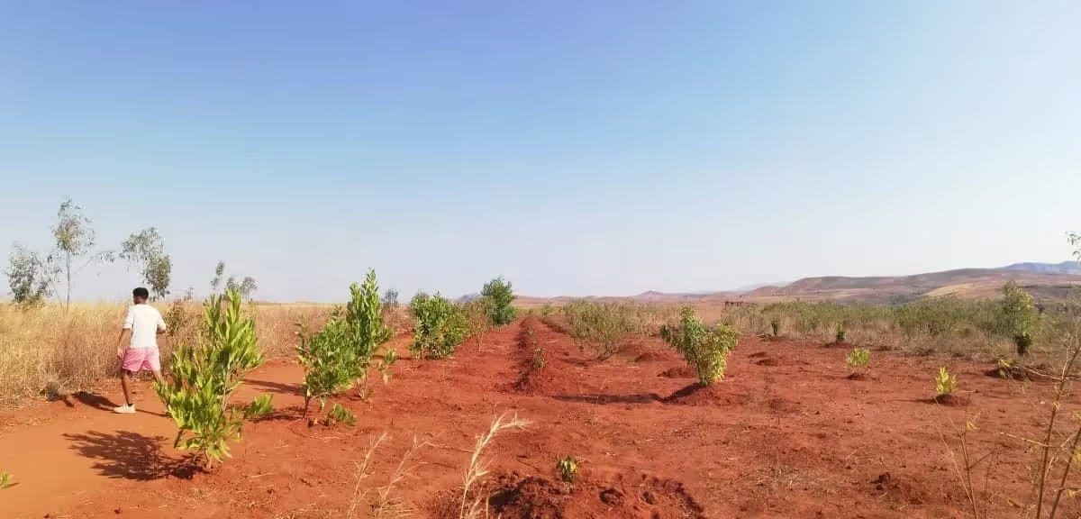 reboisement par l'ONG LIFE à Madagascar