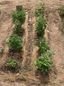 Deux rangs de jeunes plants verts sur un sol sec, paillés avec de la paille entre les rangs