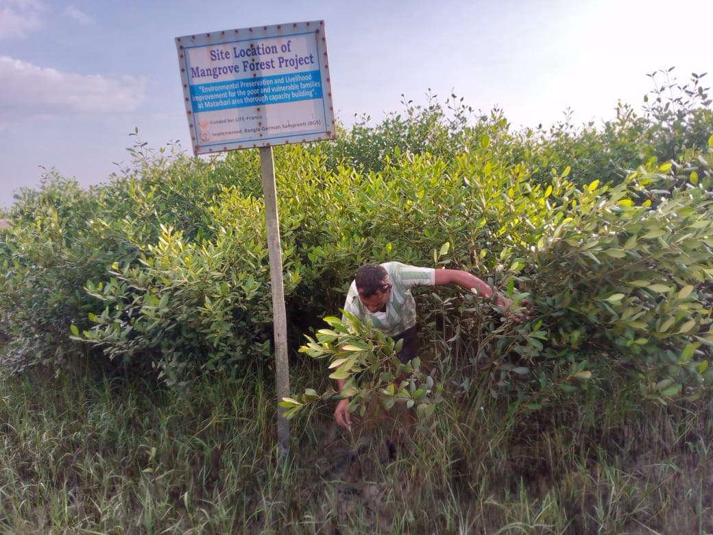 Mangroves plantées par LIFE au Bangladesh dans le cadre d'un projet de reforestation