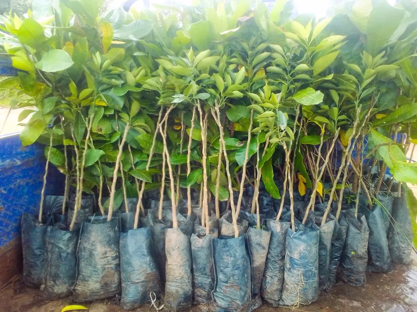 Reforestation au Bénin avec l'ONG LIFE