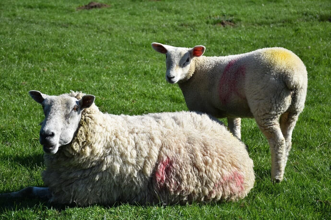 moutons promis au sacrifice d'Aïd el Kébir 2024 organisé par l'ONG LIFE