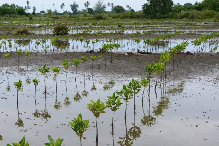 reforestation espèces indigènes avec l'ONG LIFE