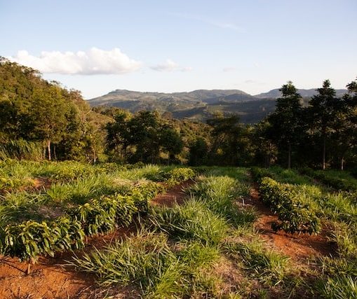 Rangées de jeunes plants sur terre rouge, au pied d'arbres, avec des collines boisées au loin sous un ciel bleu