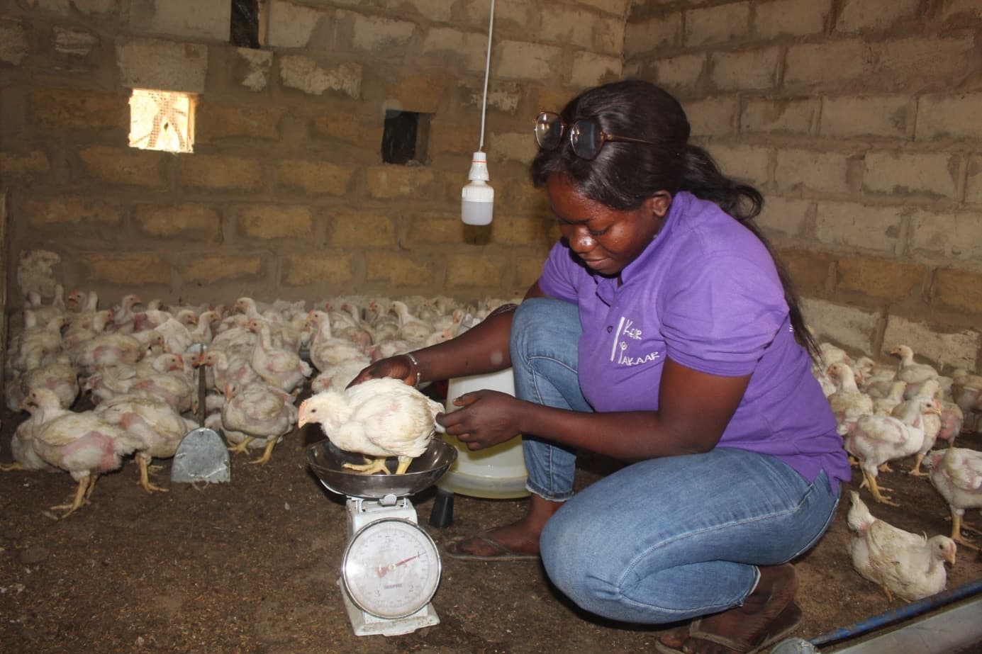 Une jeune femme en polo violet pèse un poulet sur une balance dans un poulailler en briques rempli de poulets.