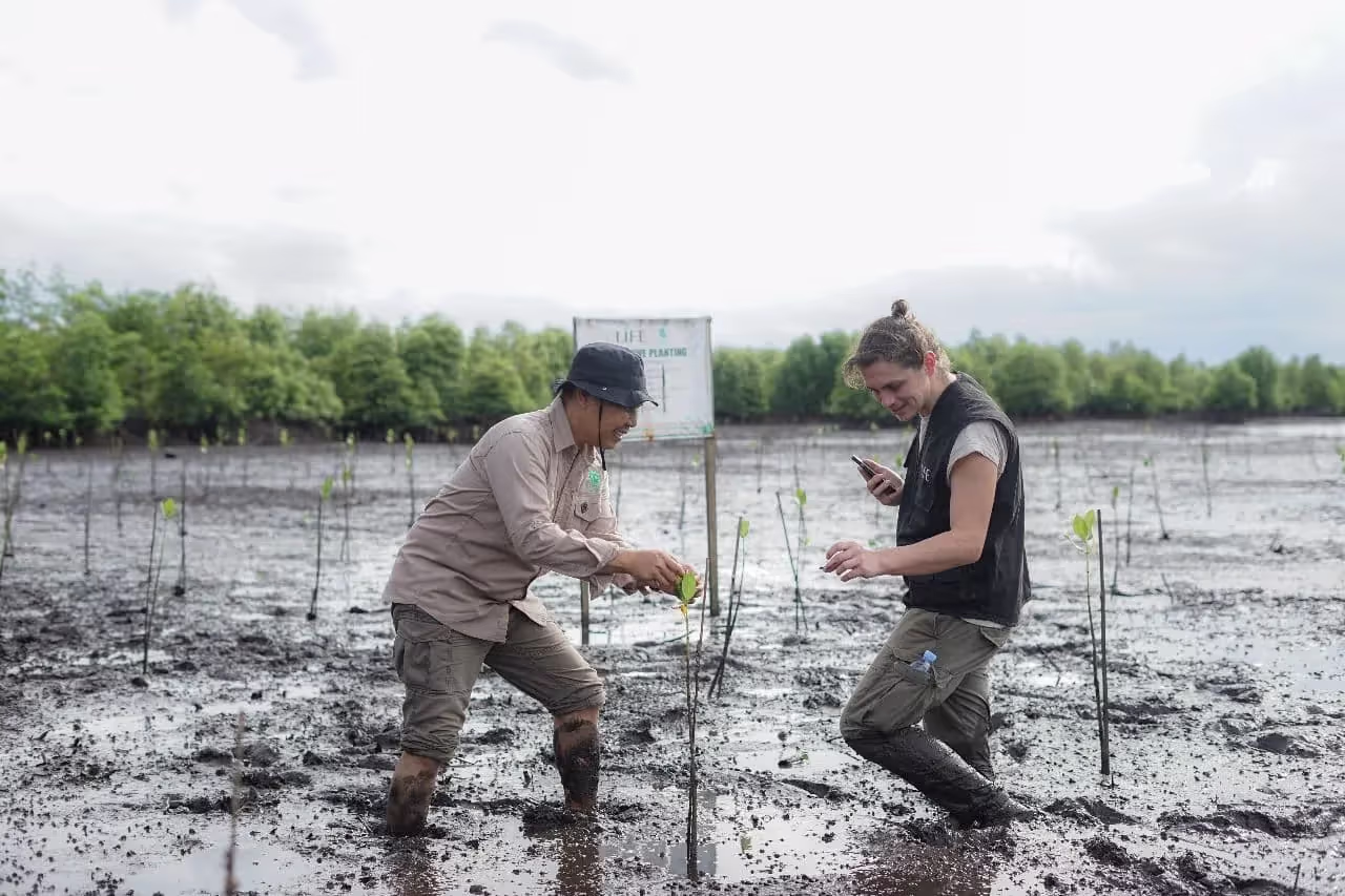 plantation de mangroves par l'ONG LIFE, reboisement Indonésie