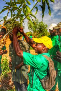 Hommes en tee-shirt vert examinant et tenant la branche d'un jeune arbre lors d'une activité de plantation en plein air