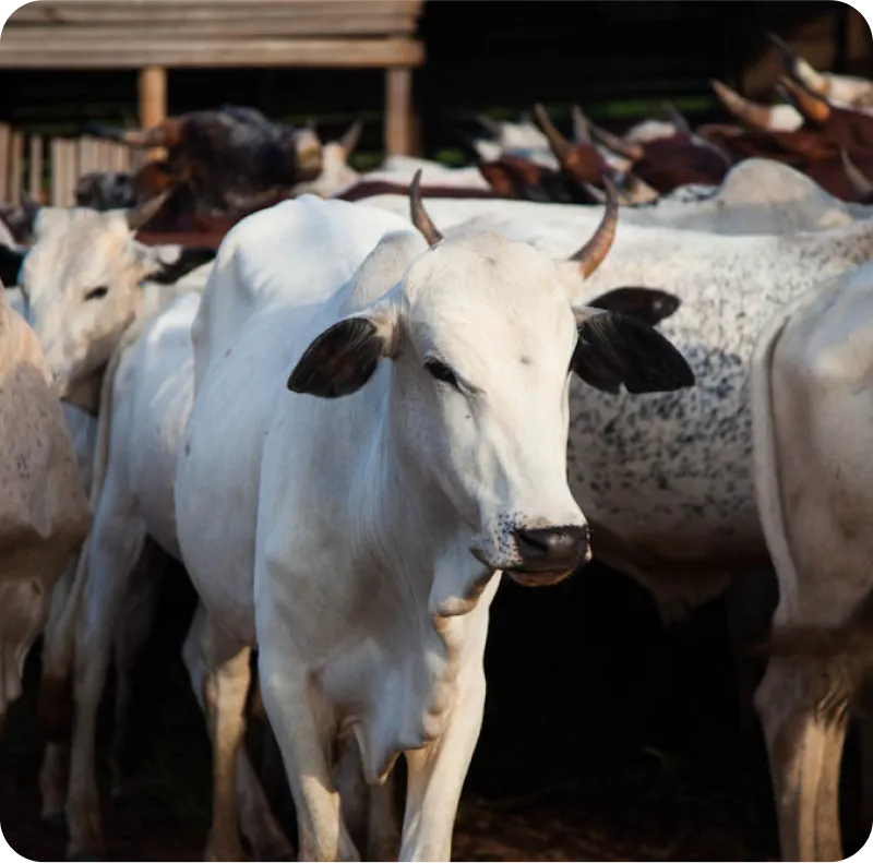 vaches dédiées au sacrifice pour Aïd el Kébir 2024