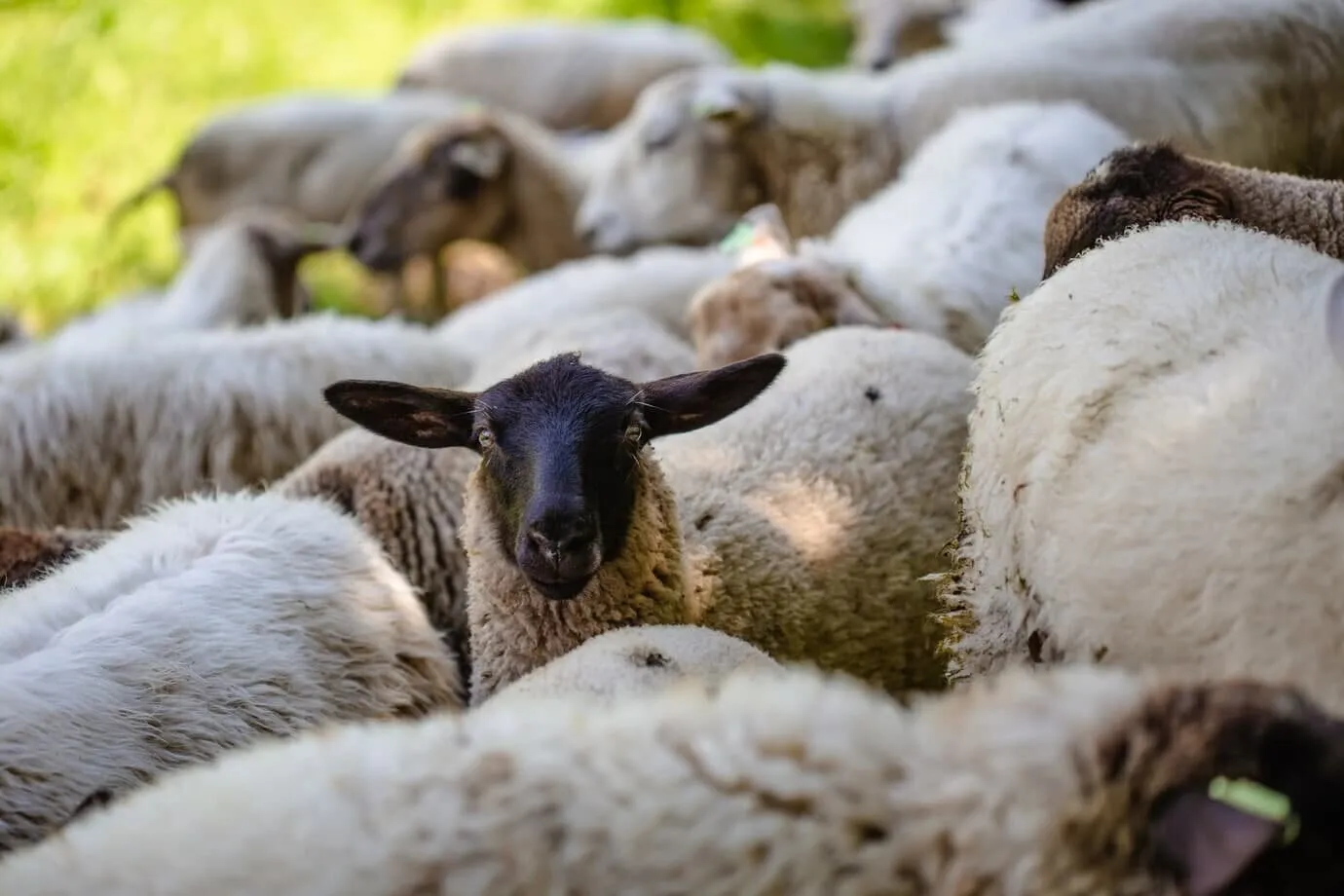 moutons dédiés au sacrifice d'Aïd al-adha 2024