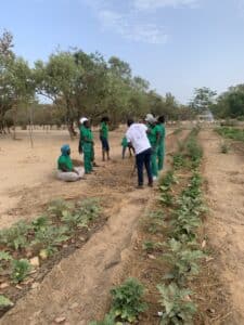 Groupe de personnes en tenue verte travaillant dans un jardin maraîcher sur sol sableux, près de rangs de jeunes plants