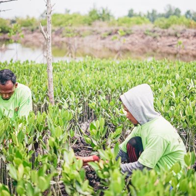 mangrove