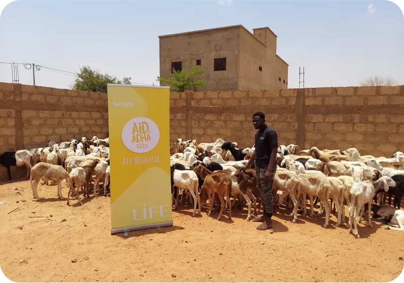 chèvres dédiées au sacrifice d'Aïd el Kébir dont la viande sera partagée aux familles dans le besoin