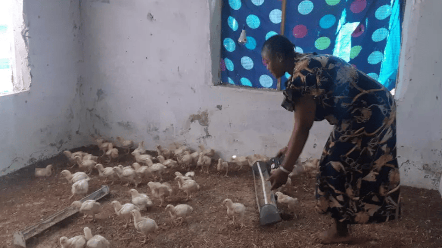 Une femme en robe imprimée se penche pour s'occuper de nombreux poussins dans un poulailler aux murs blancs