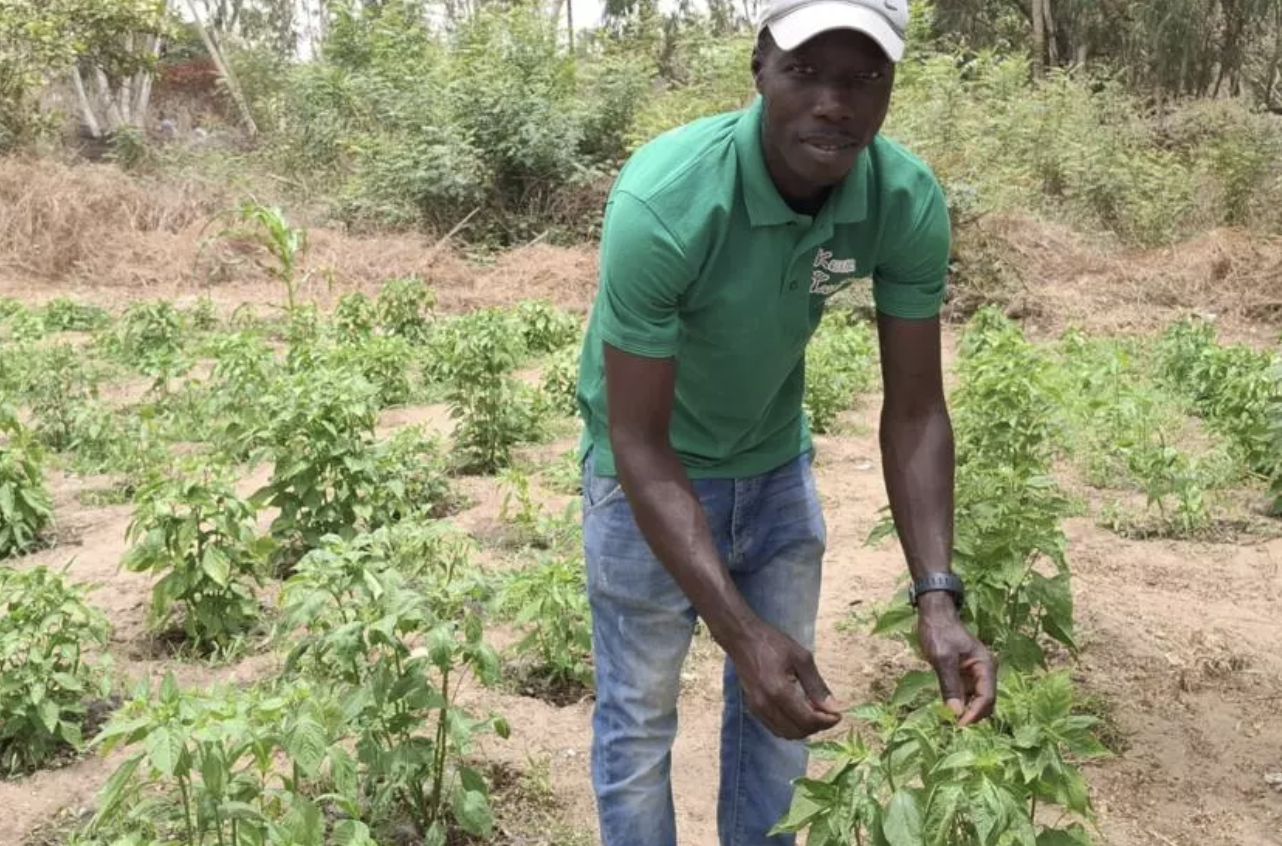 Un homme en polo vert et casquette se penche au milieu d'un potager de jeunes plants de piments sur sol sablonneux