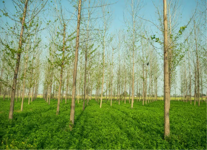 Plantation d'arbres alignés aux troncs fins, au feuillage naissant, au-dessus d'un sol couvert d'herbe verte sous un ciel bleu