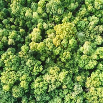 déforestation solution