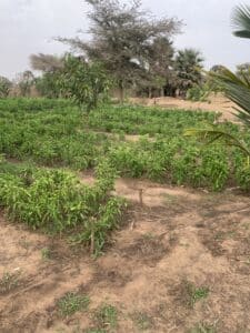 Potager de jeunes plants verts sur sol sablonneux, avec des arbres et des palmes en arrière-plan sous un ciel voilé
