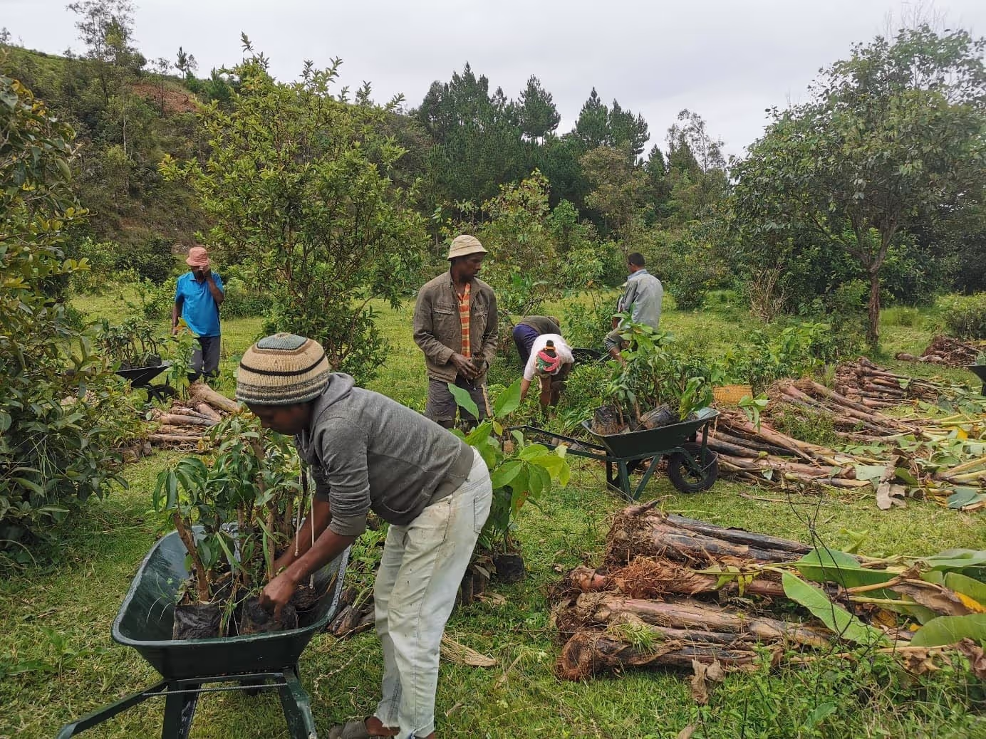 Campagne de plantation d’arbres de notre ONG LIFE à Madagascar, 2024.