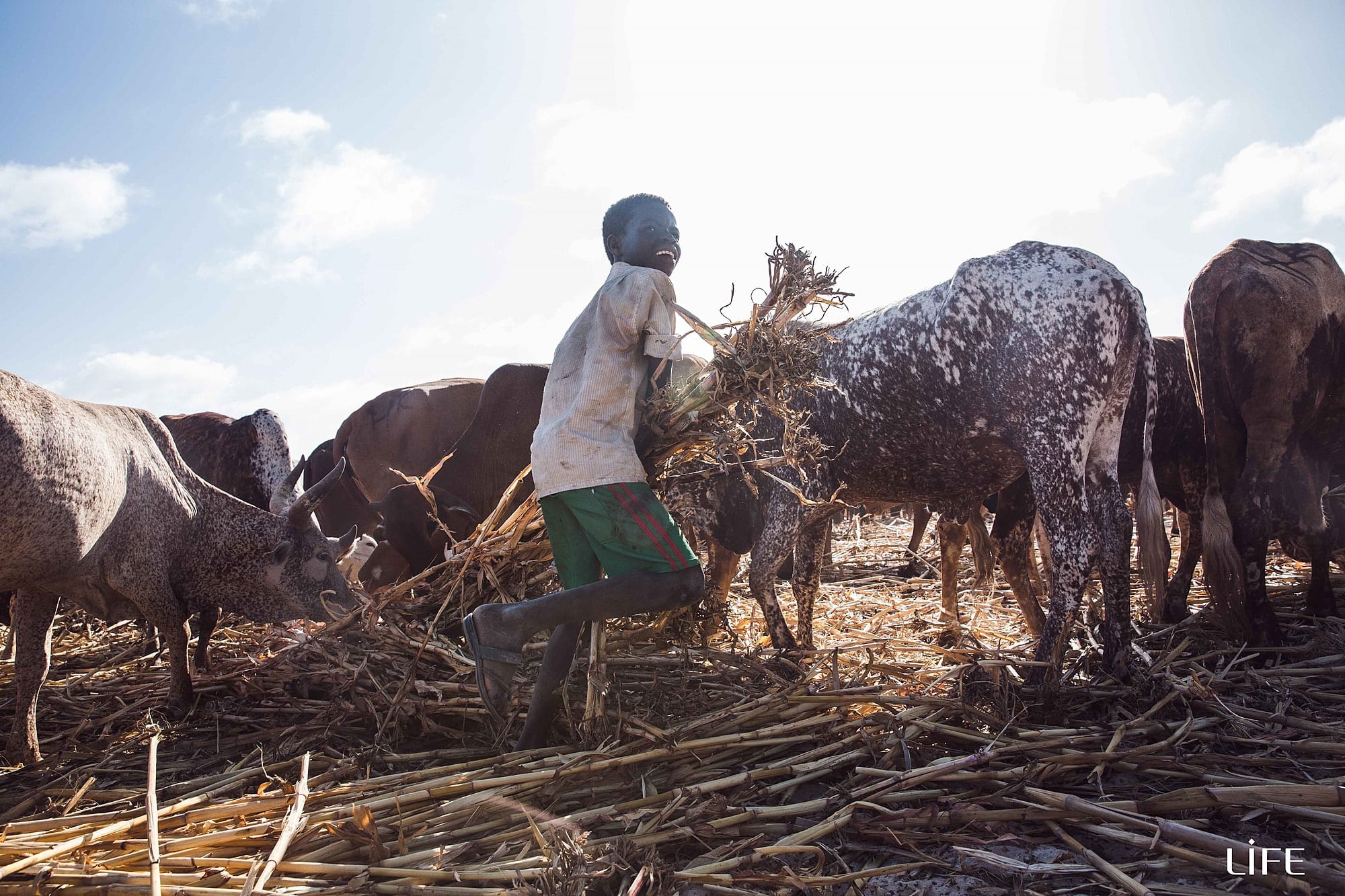 Jeune garçon qui rit en portant du fourrage de tiges sèches au milieu de vaches tachetées, logo LIFE en bas à droite