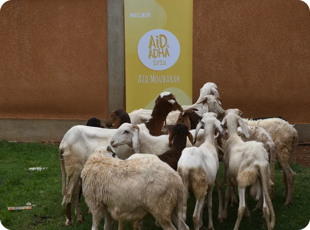 Troupeau de moutons et de chèvres devant une affiche jaune « Niger – Aïd al-Adha 2022 – Aid Moubarak »