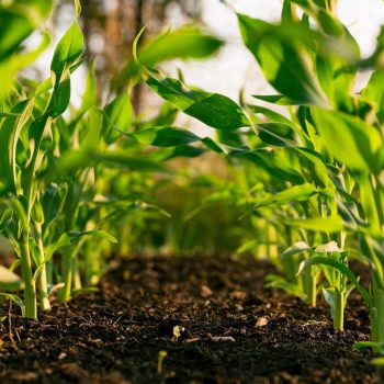 déforestation solution