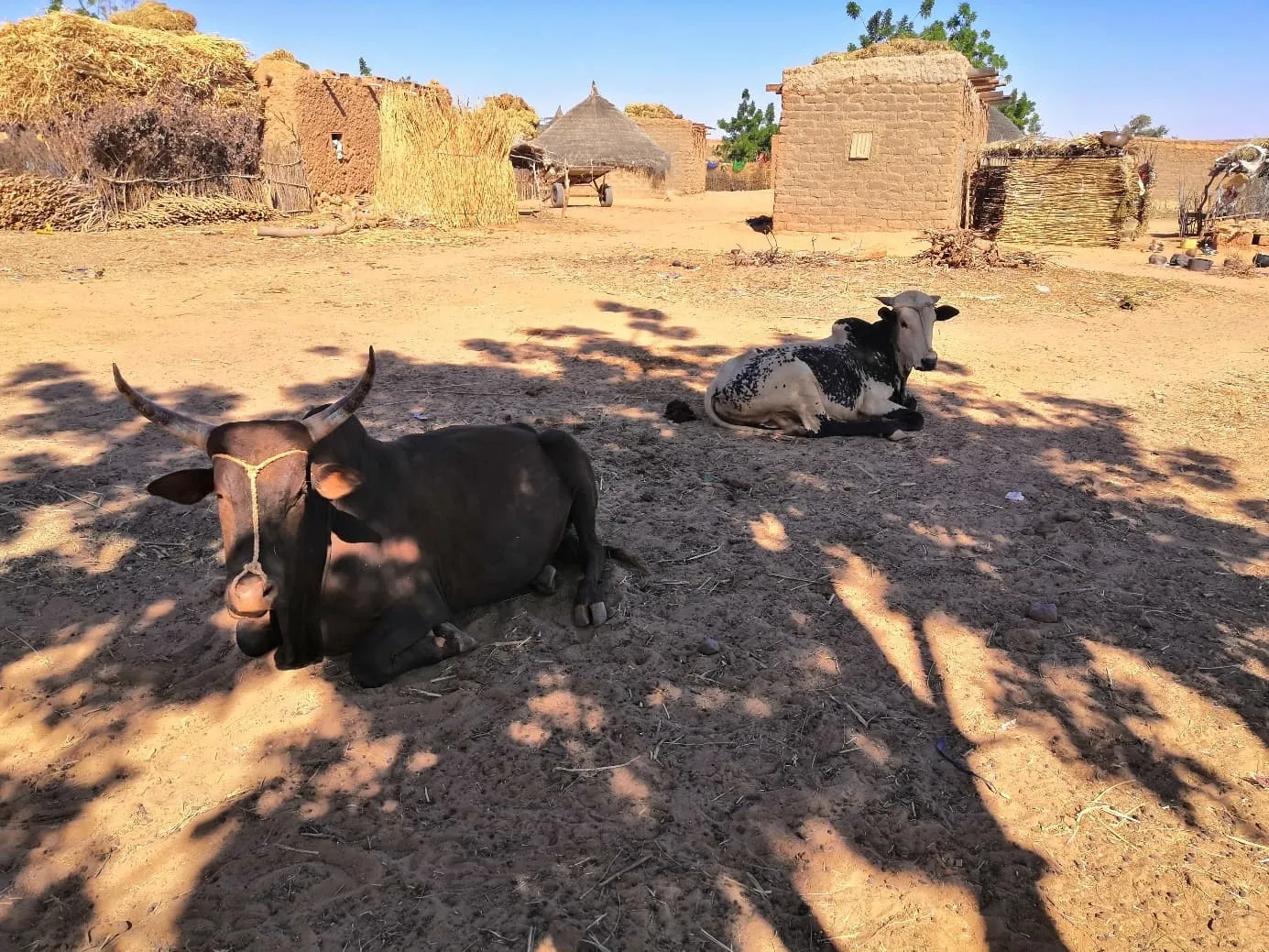 sécheresse impact sur l'élevage Niger