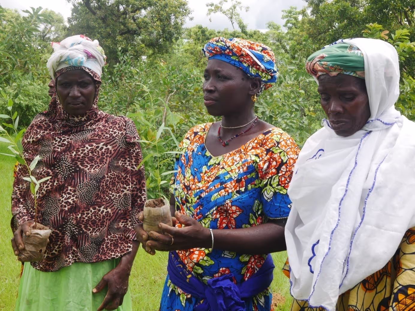 reforestation au Mali avec l'ONG LIFE