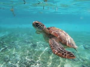 Tortue de mer nageant près du fond sableux dans une eau turquoise et claire, vue sous la surface