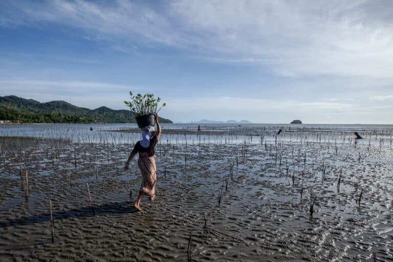 plantation mangrove ONG environnementale