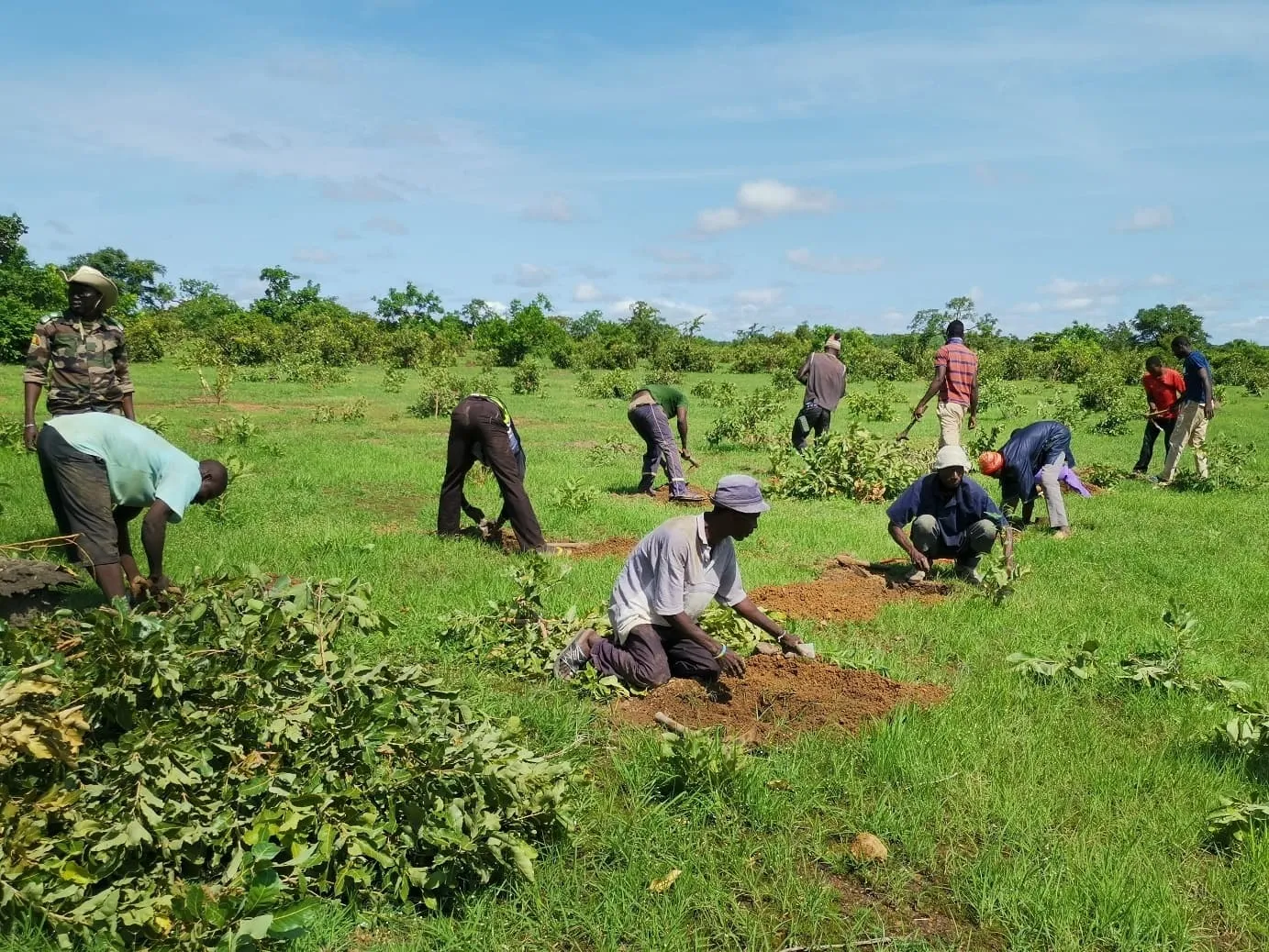 plantation reboisement au Mali par l'ONG LIFE